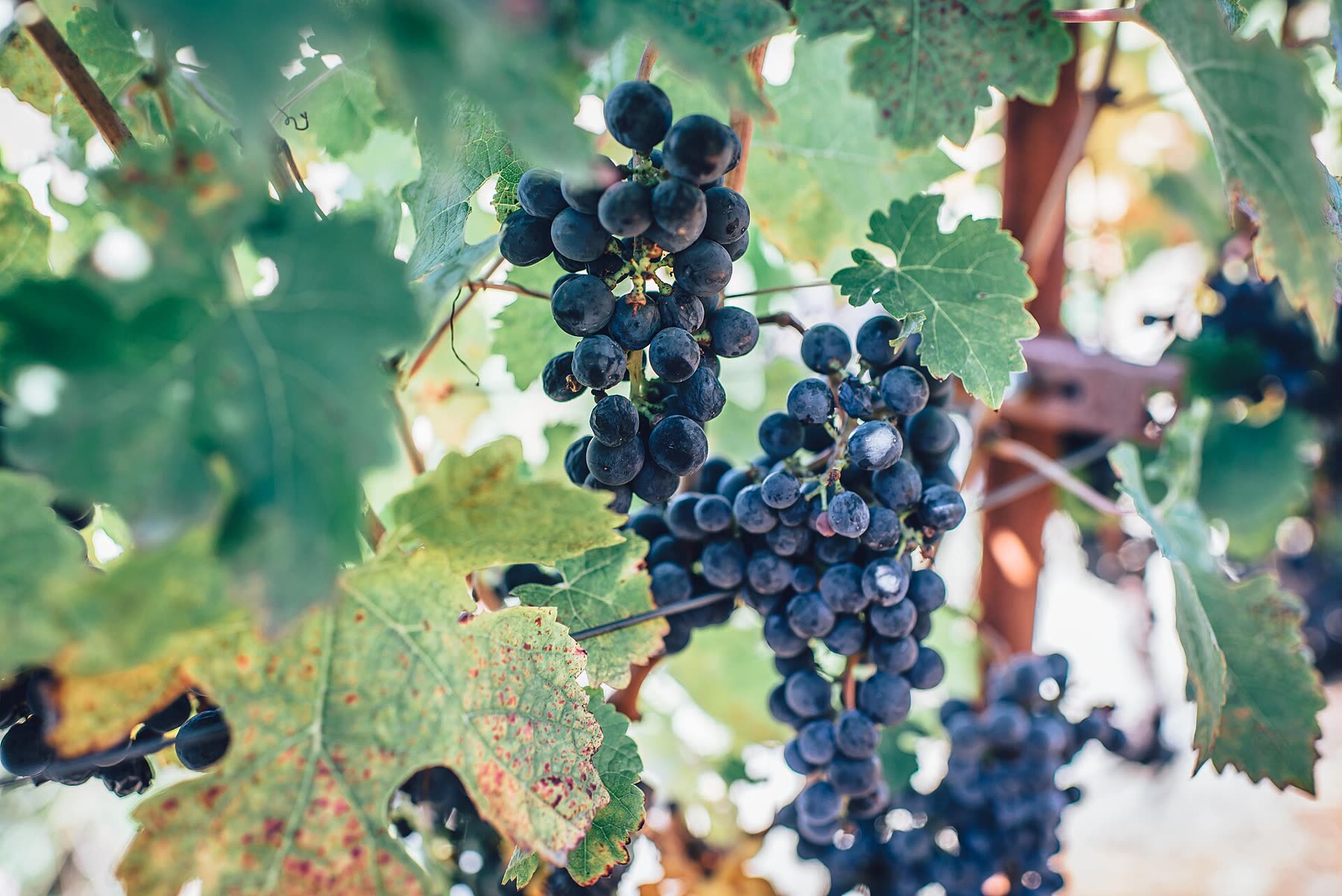 Wine the way our grandparents made it